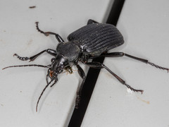 Calosoma planicolle