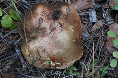 Butyriboletus autumniregius
