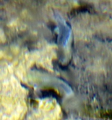 Cyprinodon nevadensis