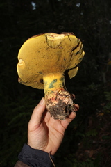 Butyriboletus autumniregius