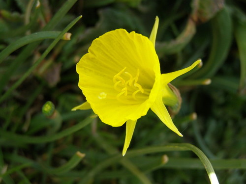 Narcissus bulbocodium image