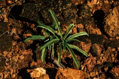 Phyllanthus saffordii