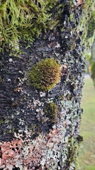Orthotrichum consimile