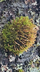 Orthotrichum consimile