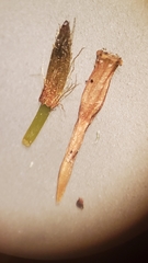 Orthotrichum consimile