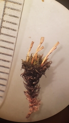 Orthotrichum consimile