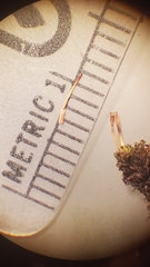 Orthotrichum consimile