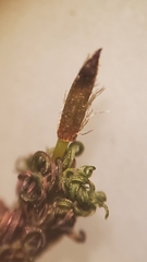 Orthotrichum consimile