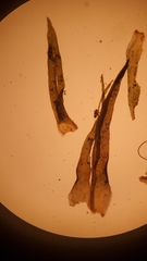 Orthotrichum consimile