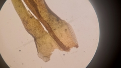 Orthotrichum consimile