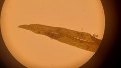 Orthotrichum consimile