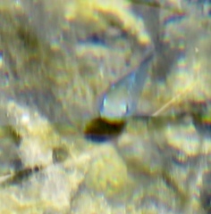 Cyprinodon nevadensis