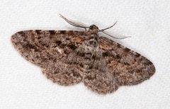 Boarmia suasaria