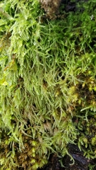 Pseudisothecium myosuroides