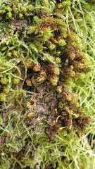 Plenogemma phyllantha