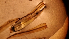 Plenogemma phyllantha