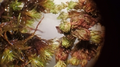 Plenogemma phyllantha