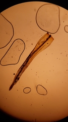 Plenogemma phyllantha