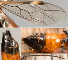 Tenthredopsis scutellaris