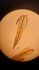 Plenogemma phyllantha