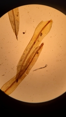 Plenogemma phyllantha