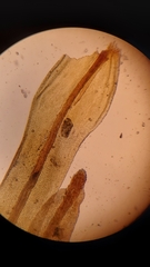 Plenogemma phyllantha