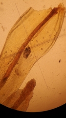 Plenogemma phyllantha