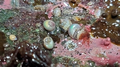 Margarites helicinus