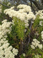 Cassinia aculeata aculeata