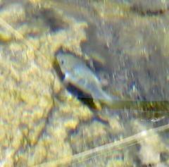 Cyprinodon nevadensis