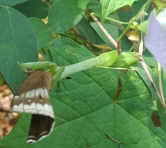 Hierodula membranacea