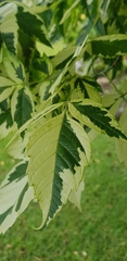 Acer negundo