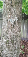 Acer negundo