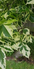 Acer negundo