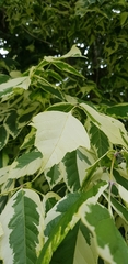 Acer negundo