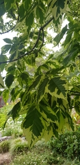 Acer negundo