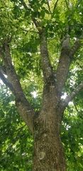 Acer negundo