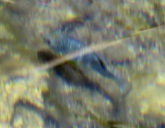 Cyprinodon nevadensis