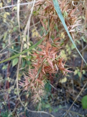 Hyparrhenia variabilis