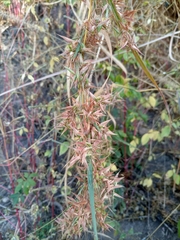 Hyparrhenia variabilis