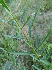 Salix vinogradovii