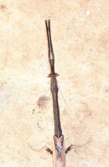Toxoderopsis