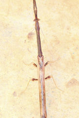 Toxoderopsis