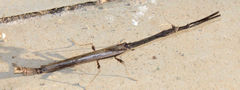 Toxoderopsis