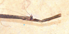 Toxoderopsis
