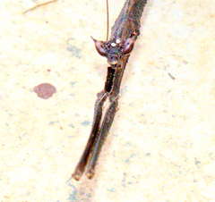 Toxoderopsis