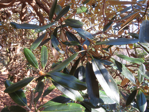 Rhododendron degronianum