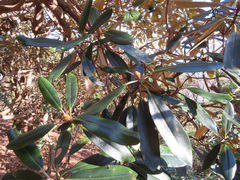 Rhododendron degronianum