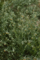 Artemisia macrocephala