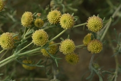Artemisia macrocephala